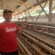Peternak Ayam