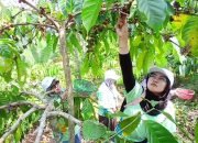 Jelang Masa Pensiun, Puluhan Pegawai PLN Belajar Budidaya dan Bisnis Kopi di Kabupaten Semarang
