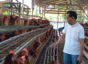 Harga Telur Anjlok, Peternak Ayam Petelur di Blora Terancam Gulung Tikar, Kerugian Capai Rp4,5 Juta / Bulan