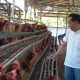 Harga Telur