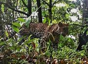 Populasi Macan Tutul Jawa di Gunung Ungaran Terancam Punah, BRIN Minta Perlindungan Diperkuat
