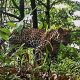 macan tutul
