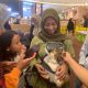 kucing flat nose