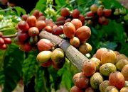 Kopi Impor Vietnam Merambah Daerah, Harga Biji Kopi Petani Kabupaten Semarang Turun