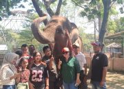 Jangan Sampai Anak Cucu Cuma Lihat Foto, Semarang Zoo Soroti Nasib Gajah Sumatera