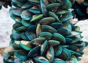 Puluhan Rumpon Kerang Hijau di Tambakrejo Semarang Gagal Panen, Diduga Dampak Tanggul Laut