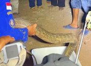 Meresahkan Warga, King Kobra 3 Meter di Ungaran Timur Berhasil Diamankan Petugas Damkar