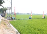Unik! Lomba Balap Ojek Gabah di Blora Adu Kelincahan Angkut Karung, Lintasi Jalan Setapak Persawahan