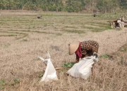 Kemarau Bikin Padi Mengering, Petani Sawah Bengkok di Bergas Rugi Jutaan Rupiah
