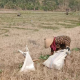petani sawah
