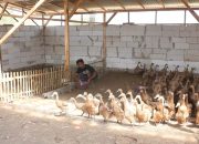 Baru 8 Bulan Berdiri, BUMDes di Blora Raup Untung Jutaan dari Ternak Bebek Petelur