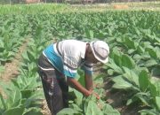 Musim Kemarau Bawa Berkah, Petani Tembakau Blora Raup Puluhan Juta
