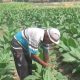 petani di musim kemarau