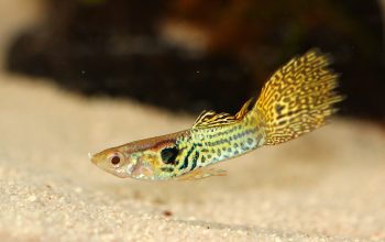 ikan oarfish