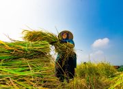 Produksi Beras Terjaga, Cadangan Pemerintah Tembus 5,24 Juta Ton
