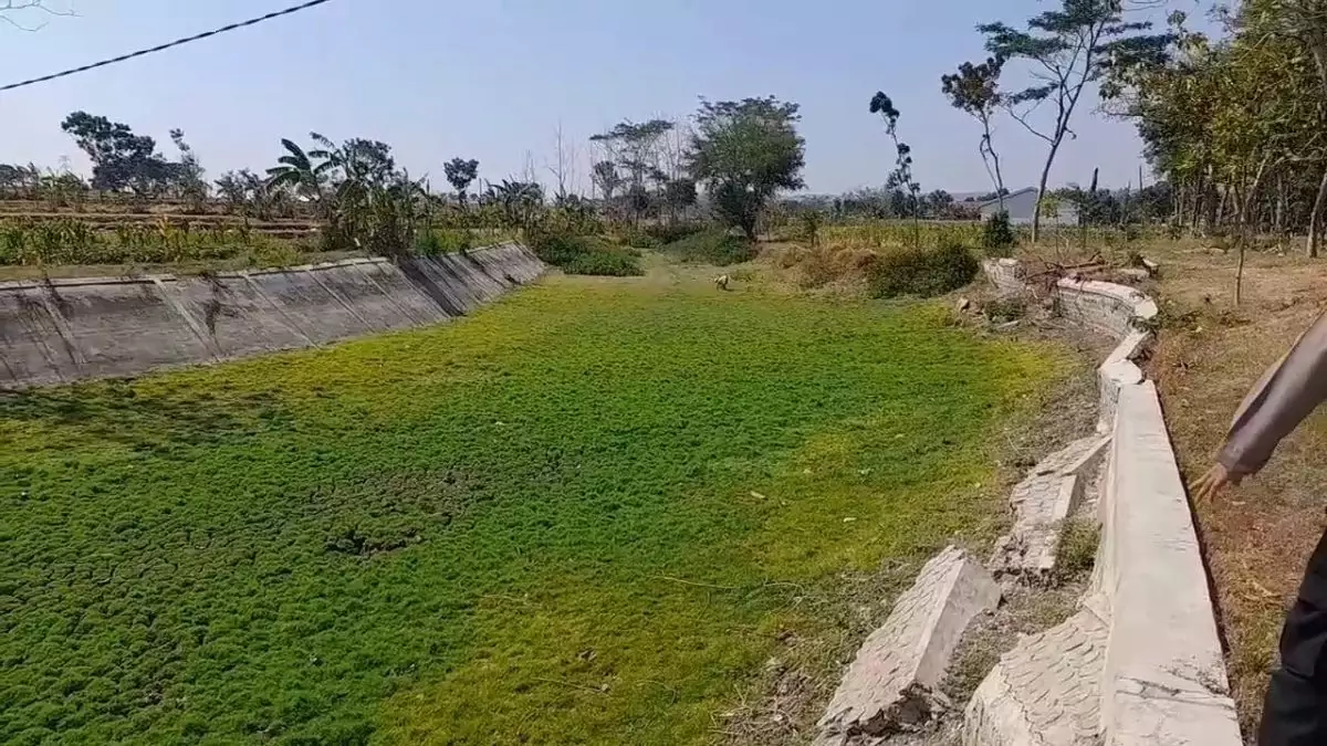 Embung Sambongan Desa Jepangrejo Blora Kering, Nasib Petani Jagung Bagaimana?