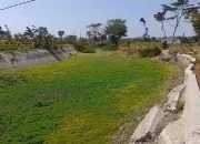 Embung Sambongan Desa Jepangrejo Blora Kering, Nasib Petani Jagung Bagaimana?