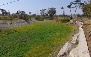Embung Sambongan Desa Jepangrejo Blora Kering, Nasib Petani Jagung Bagaimana?