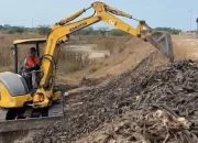 Ikan Sapu-Sapu di Pati Sempat Diambil Warga Buat Bahan Tepung, DKP Jateng: Bukan untuk Konsumsi Manusia