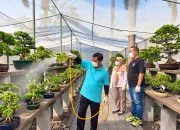 Wah, Ribuan Bonsai Asal Jawa Tengah Berlayar Hiasi Negeri Tulip Belanda