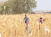 Dinilai Cukup Menguntungkan, Harga Jagung Petani di Blora Capai Rp6.300