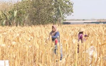 Panen Jagung di Kabupaten Blora