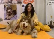 Bersua dengan Star Denver si Anjing Alaskan Malamute Giant, Selebdog asal Kota Semarang