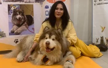 Star Denver, anjing jenis Alaskan Malamute Giant di Kota Semarang