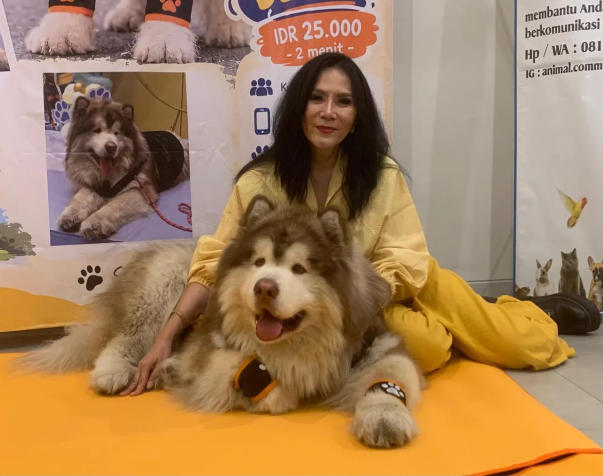 Star Denver, anjing jenis Alaskan Malamute Giant di Kota Semarang