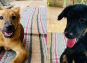 Dua Anjing di Mijen Semarang Mati Diduga Dianiaya-Diracun, Pemilik Curiga Maling Satroni Rumah