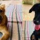 Dua Anjing di Mijen Semarang Mati Diduga Dianiaya-Diracun, Pemilik Curiga Maling Satroni Rumah