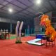 Target Sapu Bersih Emas, Barongsai Kota Semarang Dipatok Jadi Cabor Unggulan di Porprov Jateng 2026