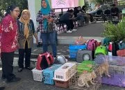 Hari Rabies Sedunia, Vaksinasi dan Sterilisasi Kucing Gratis di Ungaran Diserbu Warga