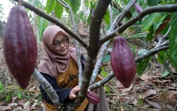 Indarwati (36), mengecek sejumlah buah kakao muda jenis Criollo di kebun miliknya, di Dusun Jurang Delik, Desa Margolelo, Kecamatan Kandangan, Kabupaten Temanggung, Jawa Tengah, Ahad, 25 Oktober 2026. (Diaz A Abidin/beritajateng.tv)