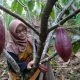 Perempuan Kakao, Pulihkan Memori tentang Bumi