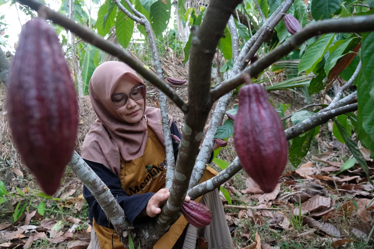 Indarwati (36), mengecek sejumlah buah kakao muda jenis Criollo di kebun miliknya, di Dusun Jurang Delik, Desa Margolelo, Kecamatan Kandangan, Kabupaten Temanggung, Jawa Tengah, Ahad, 25 Oktober 2026. (Diaz A Abidin/beritajateng.tv)