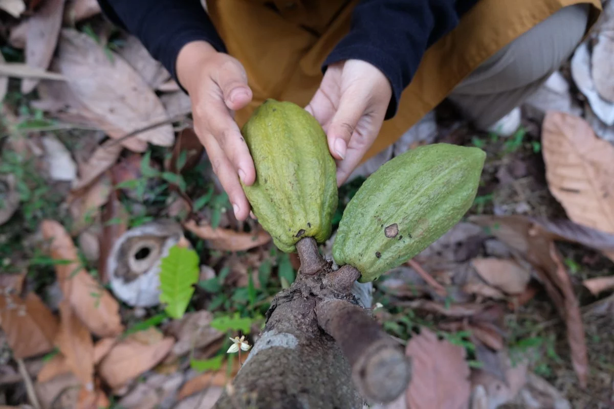 Selain Criollo, Indarwati (36) juga menanam kakao jenis Forastero di kebun miliknya, Desa Margolelo, Kecamatan Kandangan, Kabupaten Temanggung, Jawa Tengah, Ahad, 25 Oktober 2026. (Diaz A Abidin/beritajateng.tv)