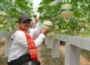 Agustina Kepincut Greenhouse 02 Farm, Model Bisnis Warga Ini Layak Ditiru RT/RW di Semarang