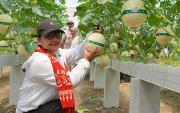 Agustina Kepincut Greenhouse 02 Farm, Model Bisnis Warga Ini Layak Ditiru RT/RW di Semarang