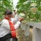Agustina Kepincut Greenhouse 02 Farm, Model Bisnis Warga Ini Layak Ditiru RT/RW di Semarang