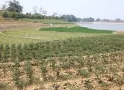 Waduk Tempuran Menyusut, Petani Blora Manfaatkan Lahan Kering untuk Tanam Jagung hingga Cabai