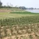 Waduk Tempuran Menyusut, Petani Blora Manfaatkan Lahan Kering untuk Tanam Jagung hingga Cabai
