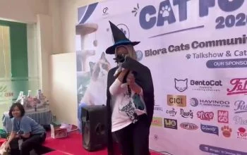 Fashion Show Kucing