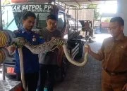 Gasak Ayam Warga di Kandang, Ular Piton Sepanjang 2 Meter Dievakuasi Damkar Blora