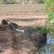 Kemarau Panjang, Biaya Solar Pompa Air Terus Bebani Petani di Kabupaten Semarang