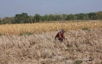 Minim Rumput Hijau saat Kekeringan Panjang, Petani Blora Berburu Jerami Kering untuk Pakan Sapi