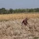 Minim Rumput Hijau saat Kekeringan Panjang, Petani Blora Berburu Jerami Kering untuk Pakan Sapi