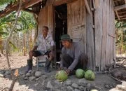 Petani Kelapa di Kabupaten Semarang Terjamah Program Petani Gajian